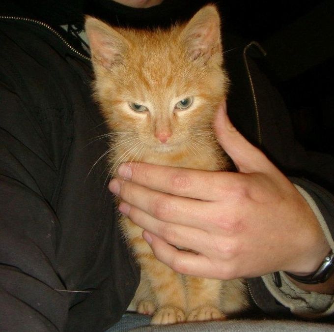 Deze kitten vond in december 2011 een warme thuis in Leuven.